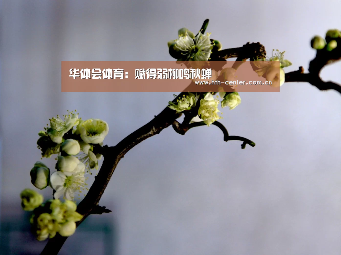 华体会体育:赋得弱柳鸣秋蝉(图1) 华体会体育